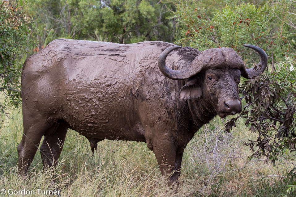 <h2>The Best of South Africa Escorted 2019</h2>Kruger Safari, Cape Town, the Winelands & Garden Route | 14 Nights | 5 Rounds | February 23 - March 9